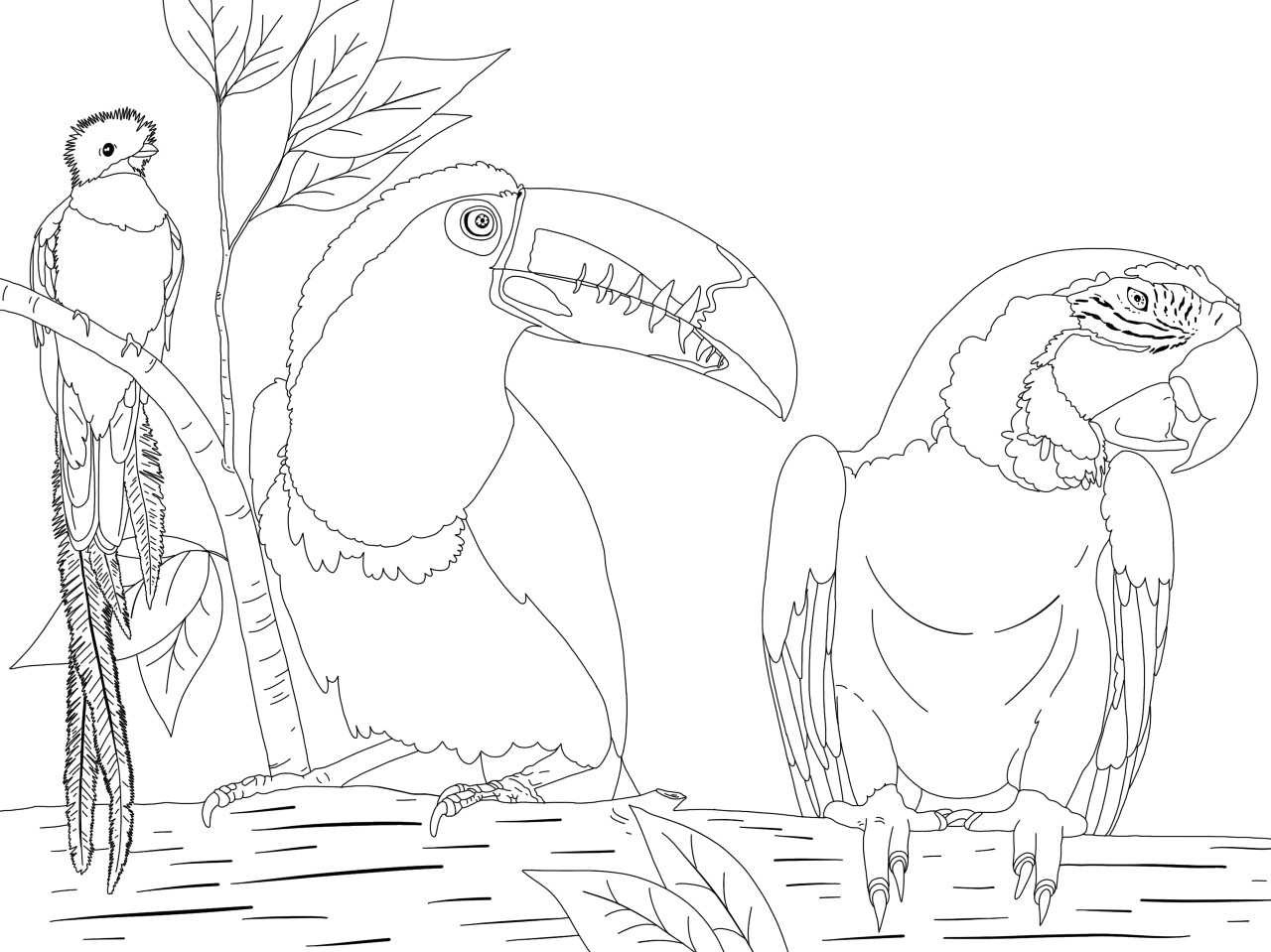 Quetzal, toucan, parrot