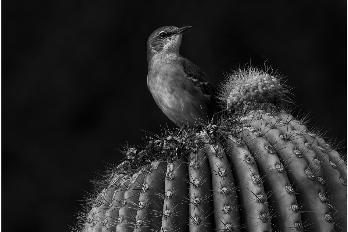 image of bird on cactus