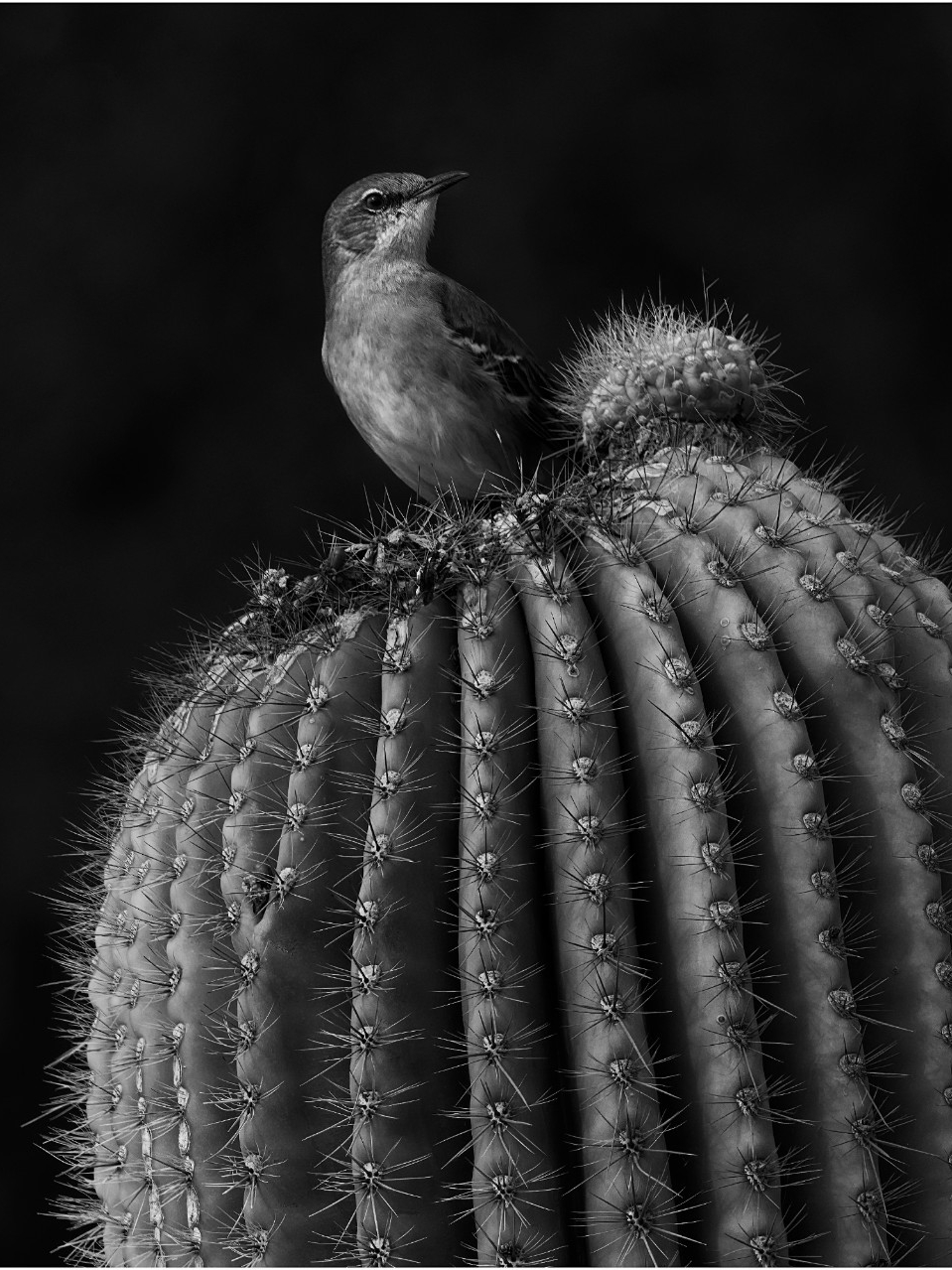 image of bird on a cactus