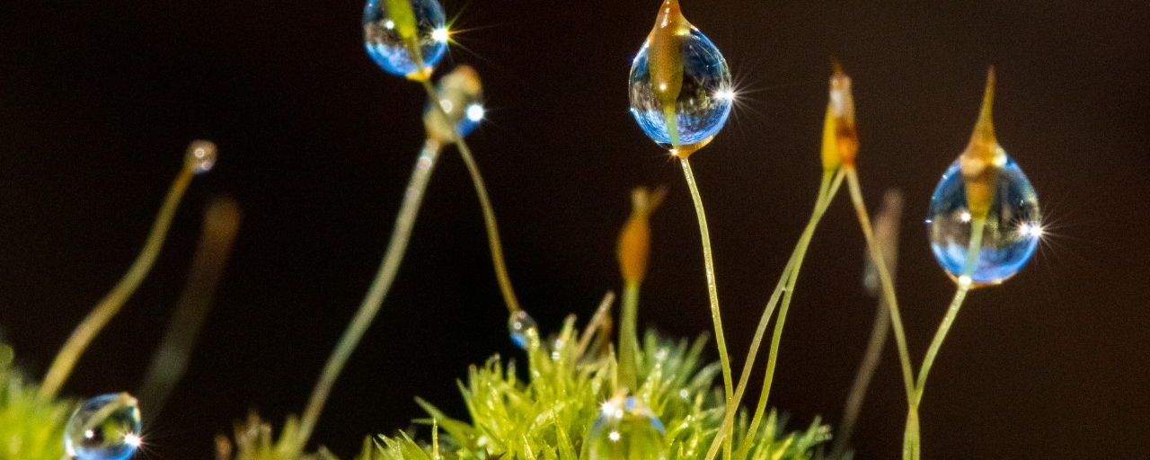 image of water droplets on moss
