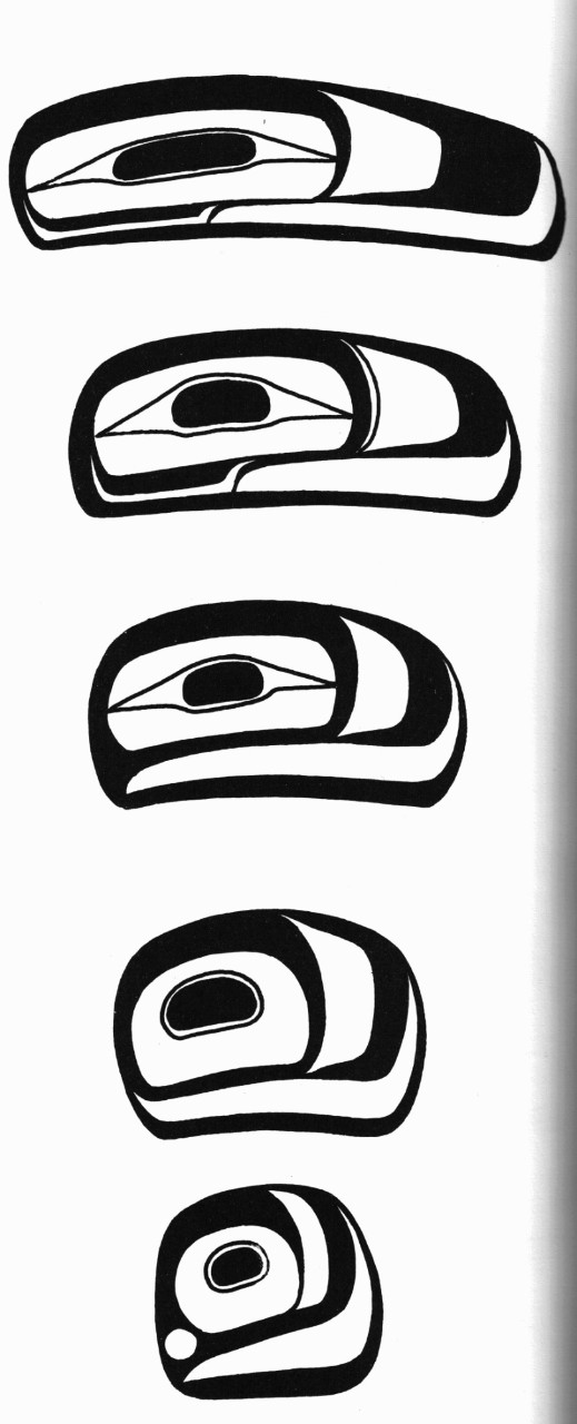 Bill Holm, Northwest Coast Art: An Analysis of From_1989p32