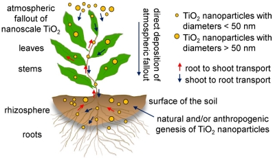 Size Fractionation of Titania Nanoparticles in Wild Dittrichia Viscosa Grown in a Native Environment