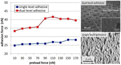Improved Adhesion and Compliancy of Fibrillar Adhesives