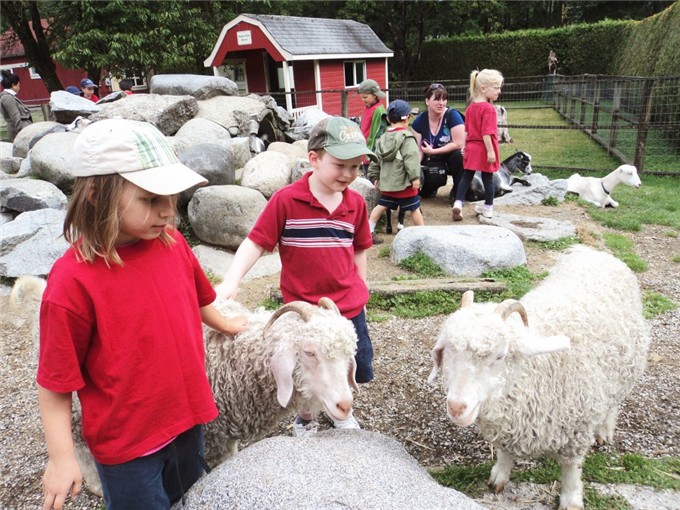 Several children petting sheep