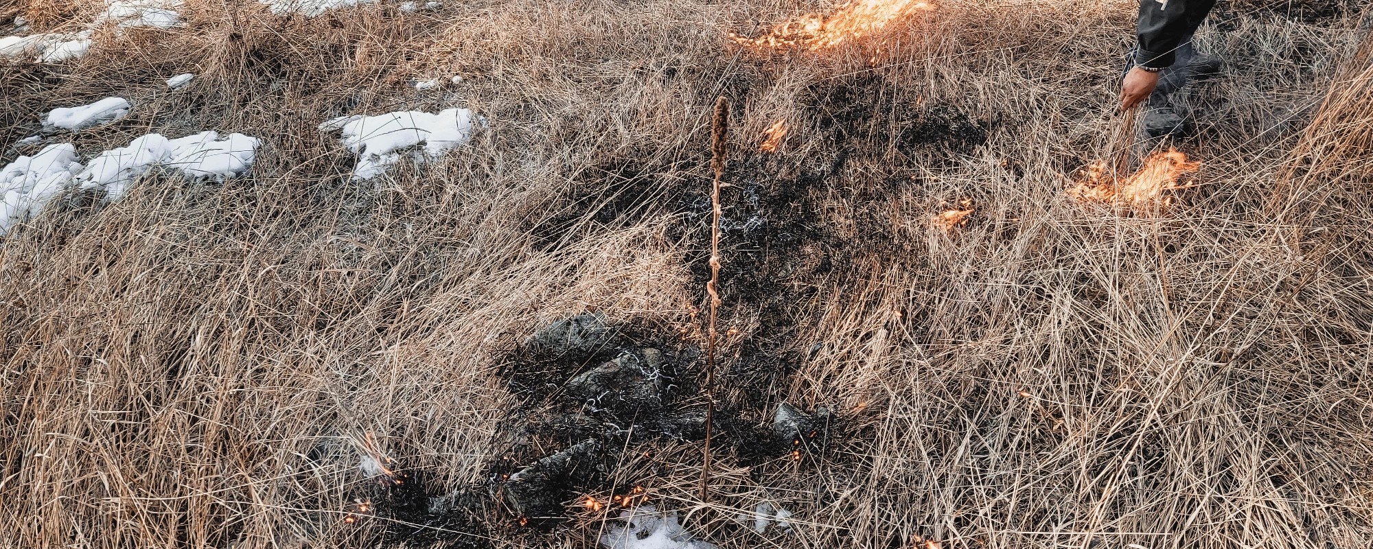 A cultural burn during the winter in Central B.C.; there is a small burn area with very little flame in the middle of brown grass, some snow on the ground and a hand holding a small stick with flame 