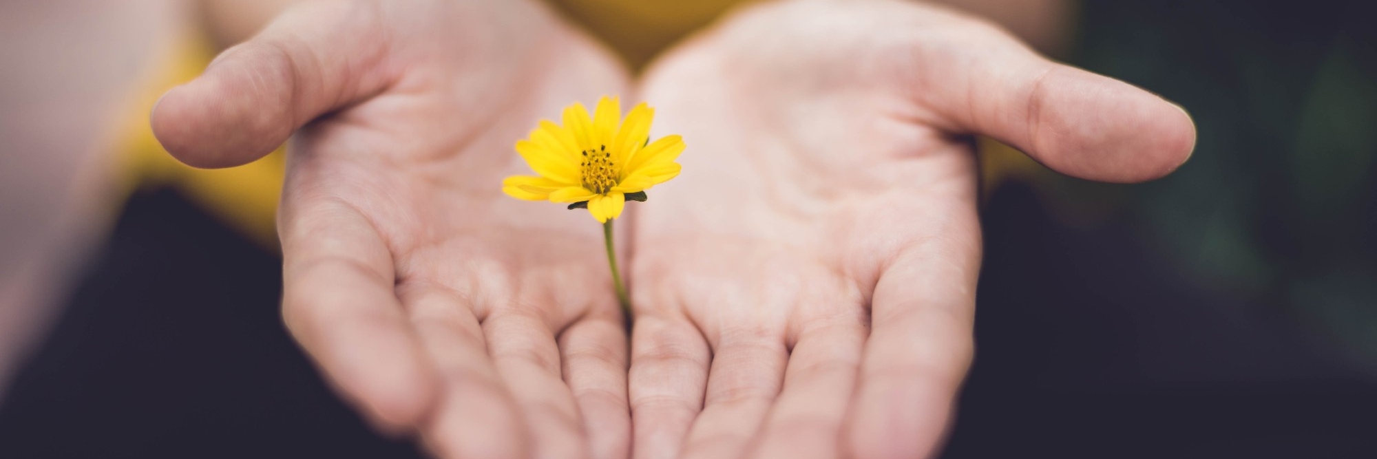 A pair of hands facing palms up are extended towards the camera with a yellow daffodil in the center where the two hands touch. The background is dark and blurred. On the right hand side in white text overlaying a red banner reads: PRACTICING WITH COMPASSION