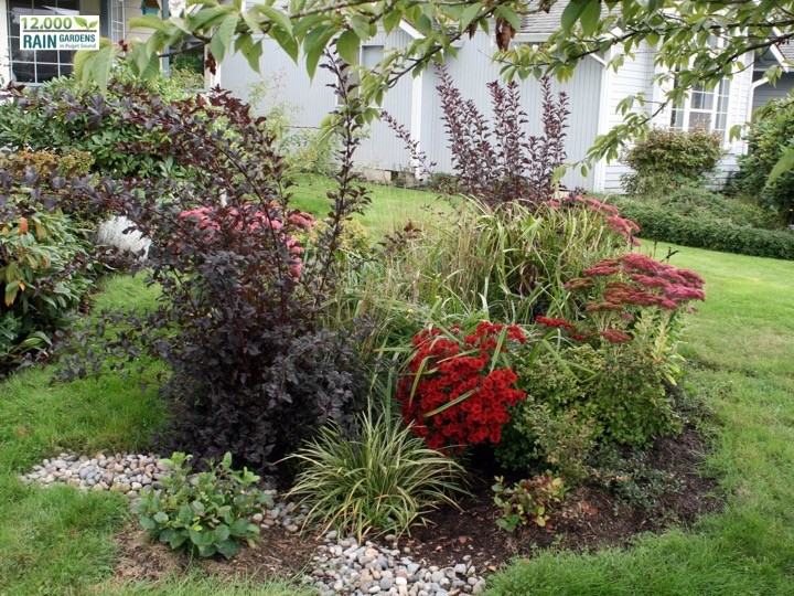 Rain Gardens - Gardening Solutions - University of Florida, Institute of  Food and Agricultural Sciences