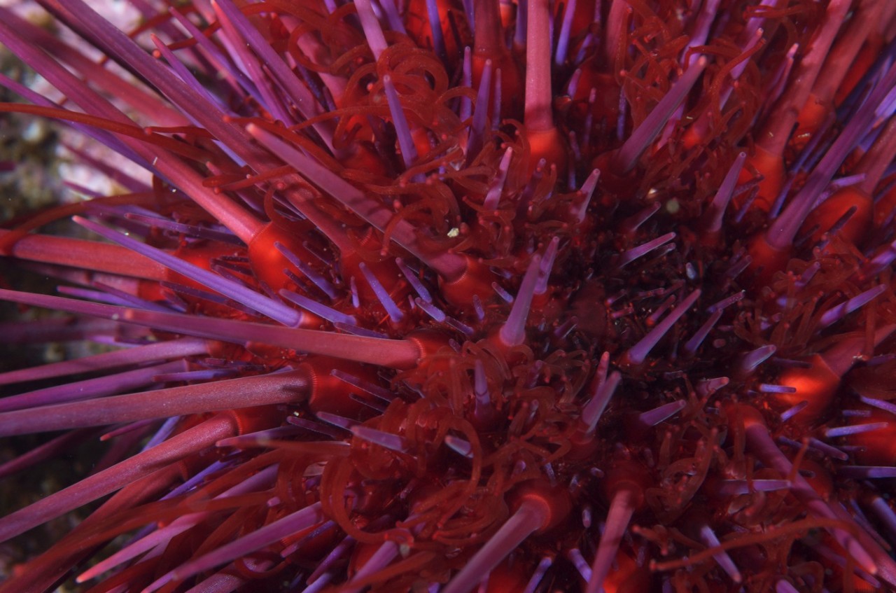 New research on the sunflower sea star highlights the importance of monitoring our ecosystems over time. 