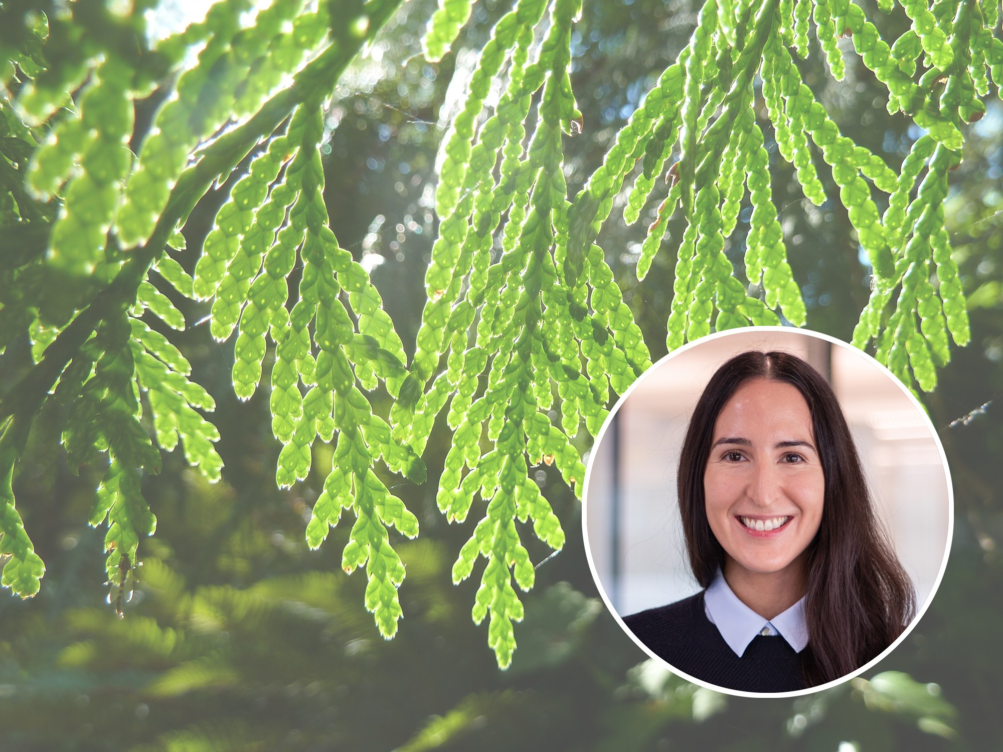 Photo of assistant professor Krista Stelkia against a background showing cedar leaves. 