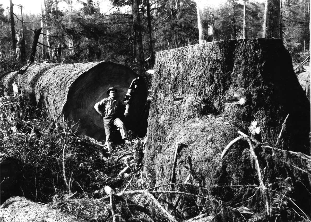 Leonard Frank, "Man beside fallen big spruce, Port Renfrew, Vancouver Island, BC", April 1926.  Collection: Leonard Frank Photos Studio fonds; Jewish Museum & Archives of BC; LF.39024.