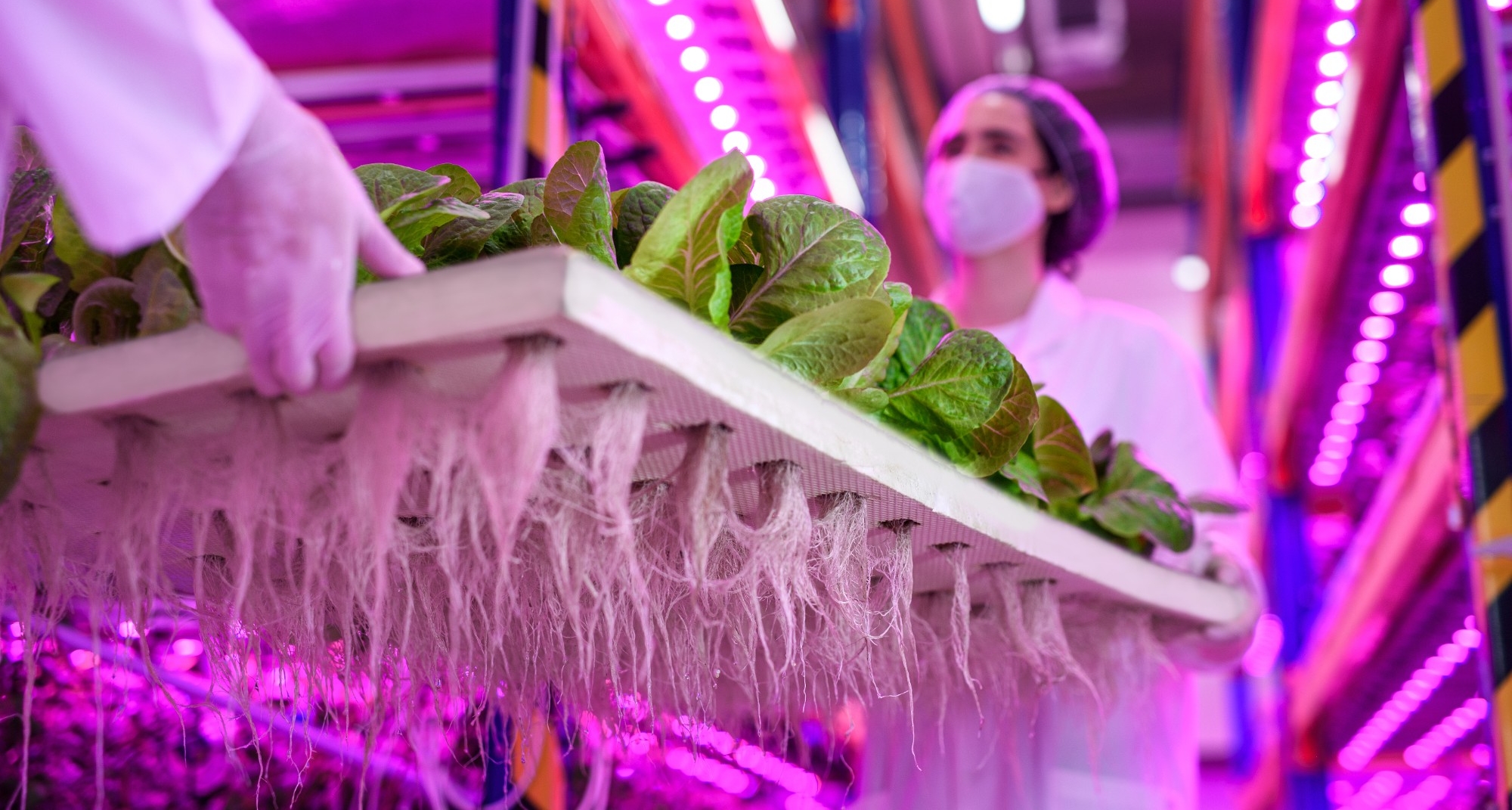 Plants growing in a vertical farm