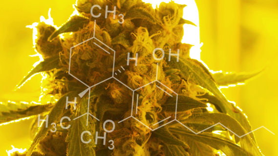 Understanding Medical Marijuana
