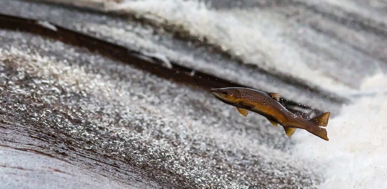 Study Calls for Co-ordinated Effort to Stem Run-Off Toxic to Salmon