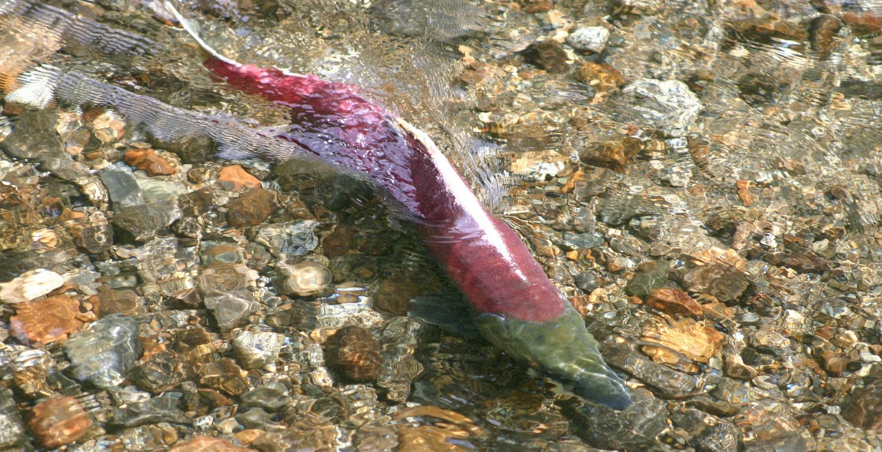SFU Report Finds Urban Design Standards Needed to Protect Fraser River Salmon