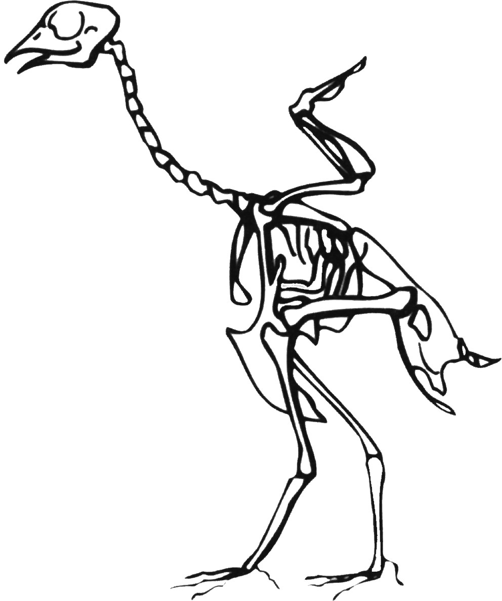 drawing of bird skeleton