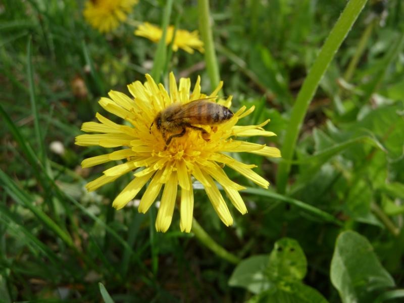dandelion and bee