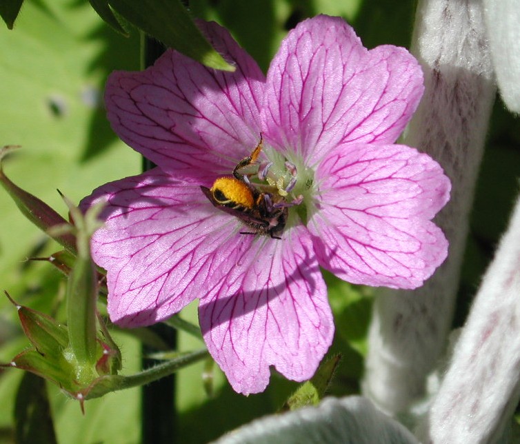 purple flower and bee