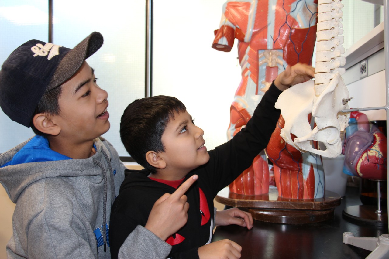 Human Anatomy, children touching a skeleton diorama