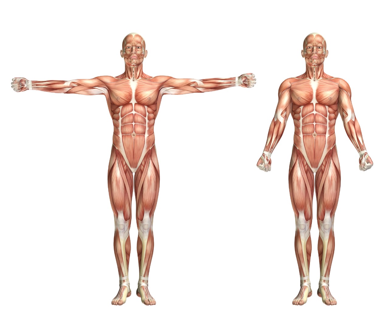 3D male medical figure showing shoulder scaption