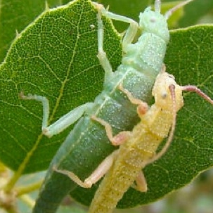Evolution & Behavioural Ecology, grasshoppers on leaves