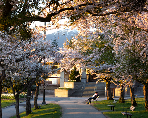 Burnaby mountain park cherry blossoms with man sitting on a bench