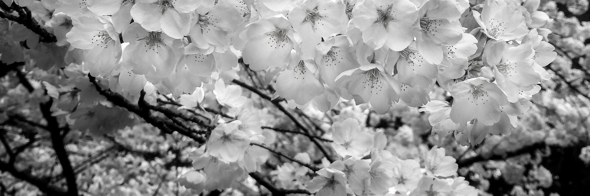 Cherry blossoms-bw-16-9