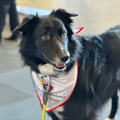 Black and white dog wearing a St. John's Ambulance bandana at a Dog Therapy event 