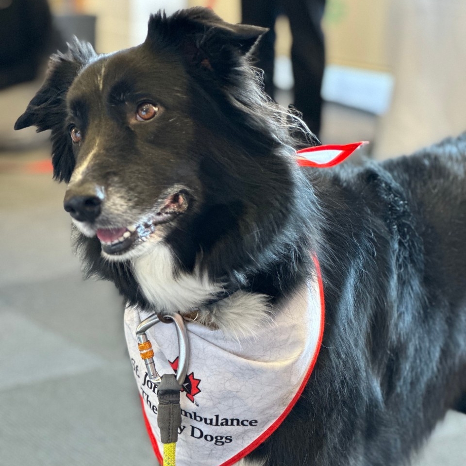 Black and white dog wearing a St. John's Ambulance bandana at a Dog Therapy event 