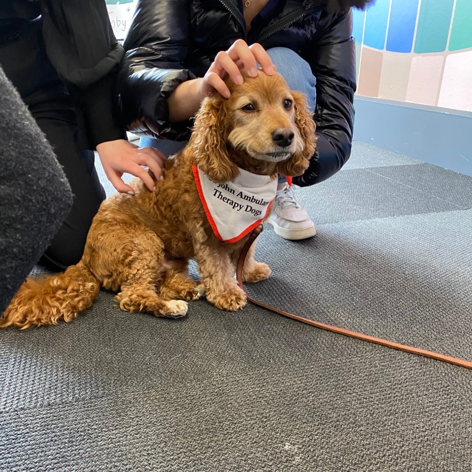 Small caramel-coloured dog wearing a St. John's Ambulance bandana at a Dog Therapy event 