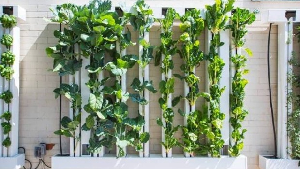 New vertical garden allows Cloverdale food bank to serve up fresh greens