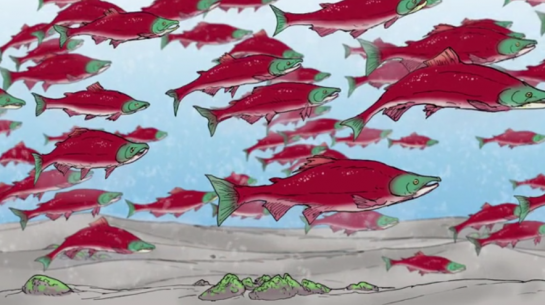 small number and the salmon harvest