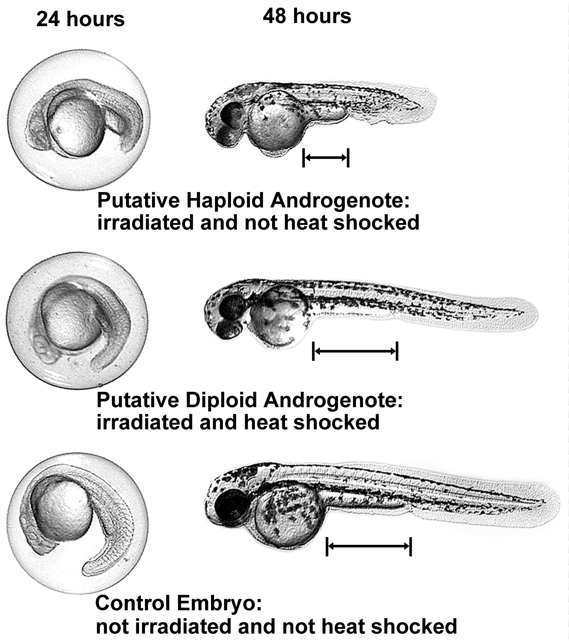 You will see this message only if your system, as presently configured, will not display the image.  The image is a greyscale JPEG file.  It is 1125 pixels high and 1,000 pixels wide.  We have found that on some older Mac computers this image wil not display.  You could try configuring an external viewer to display this JPEG image