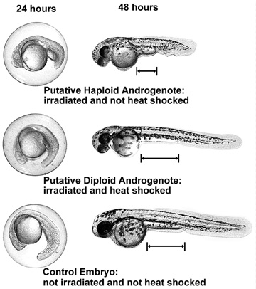 This is a JPEG file.