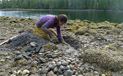 Researcher Dana Lepofsky digs in a clam garden