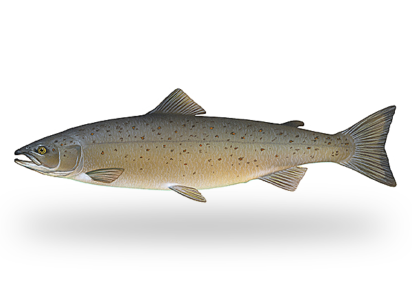 Atlantic Salmon image