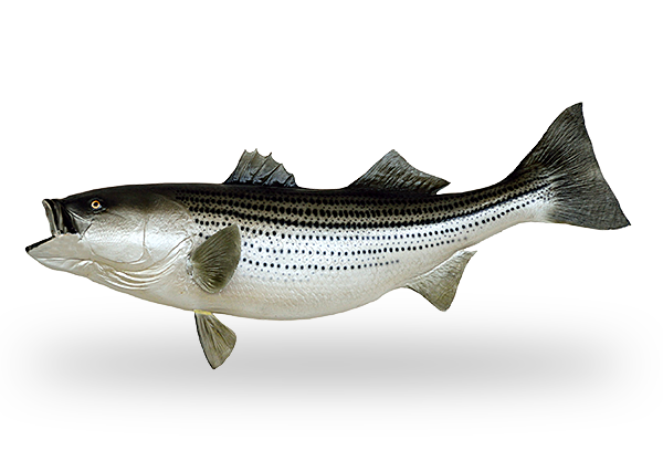 Cod Fish Image