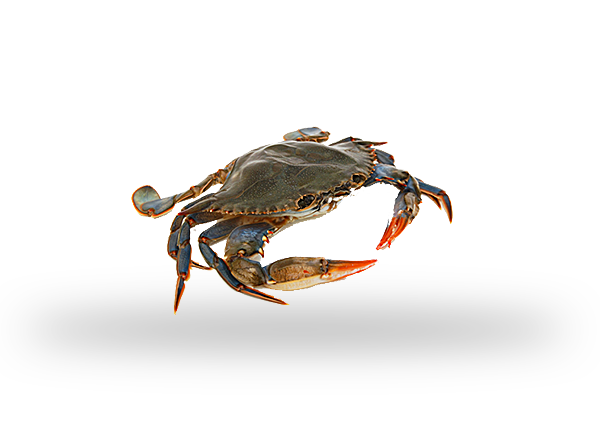 Dungeness Crab Image