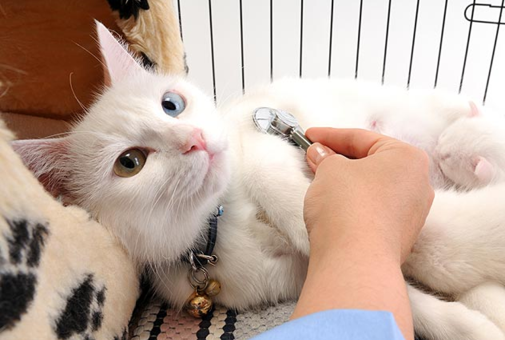 A cat recieving medical treatment