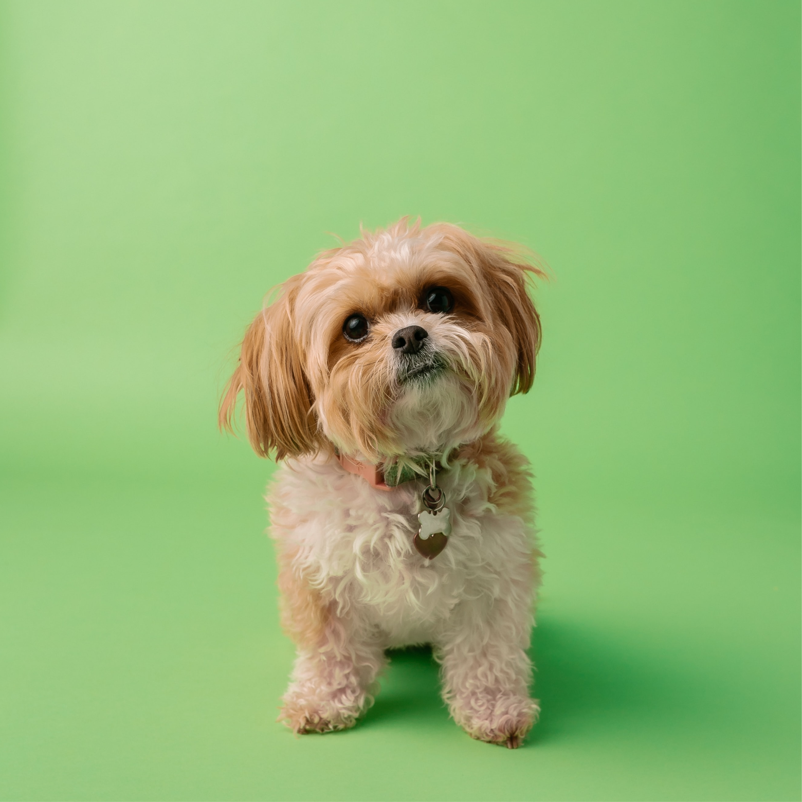 Portrait of a white and brown long coated small dog on green textile.