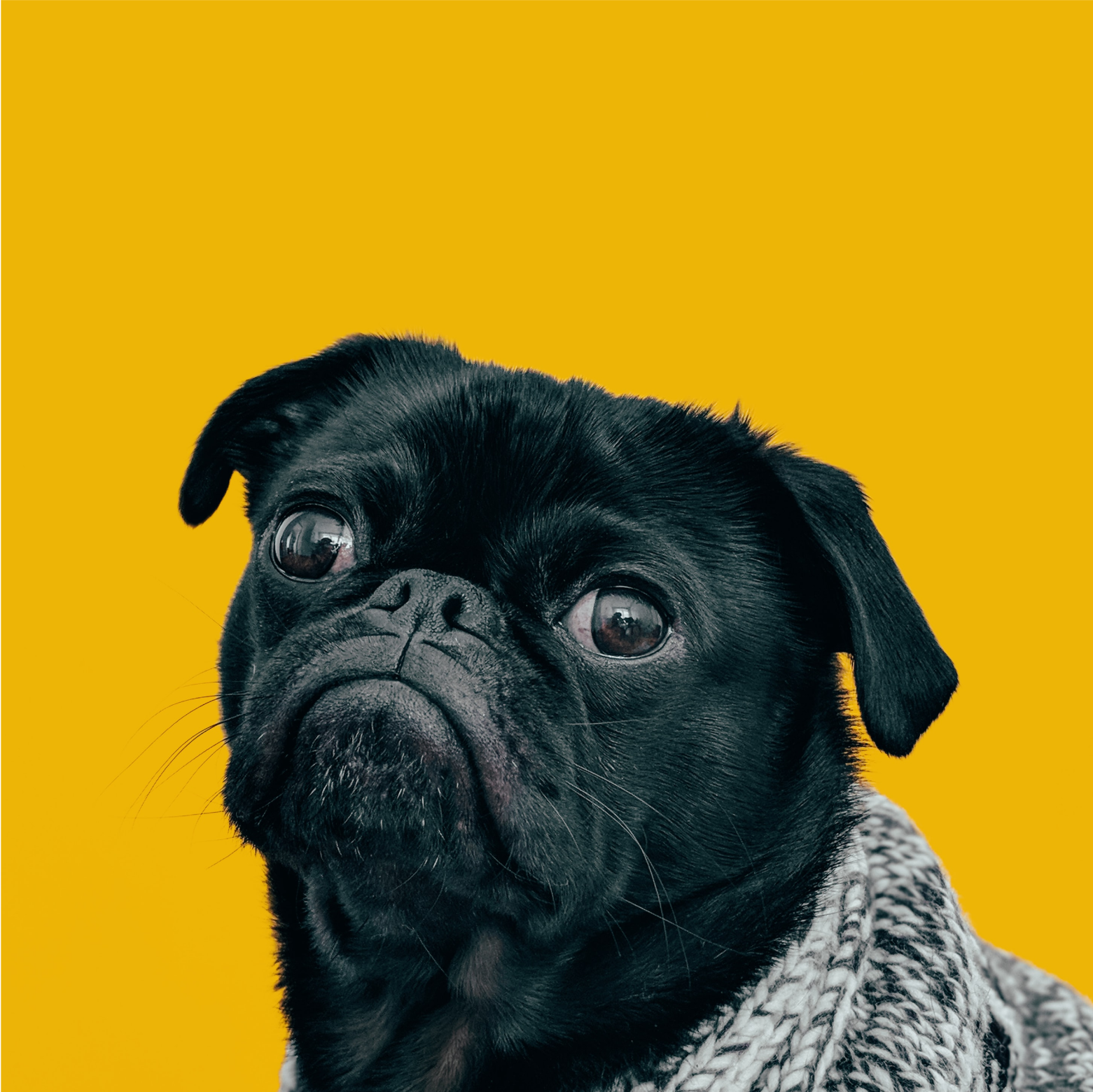 Portrait of a black pug on yellow textile.