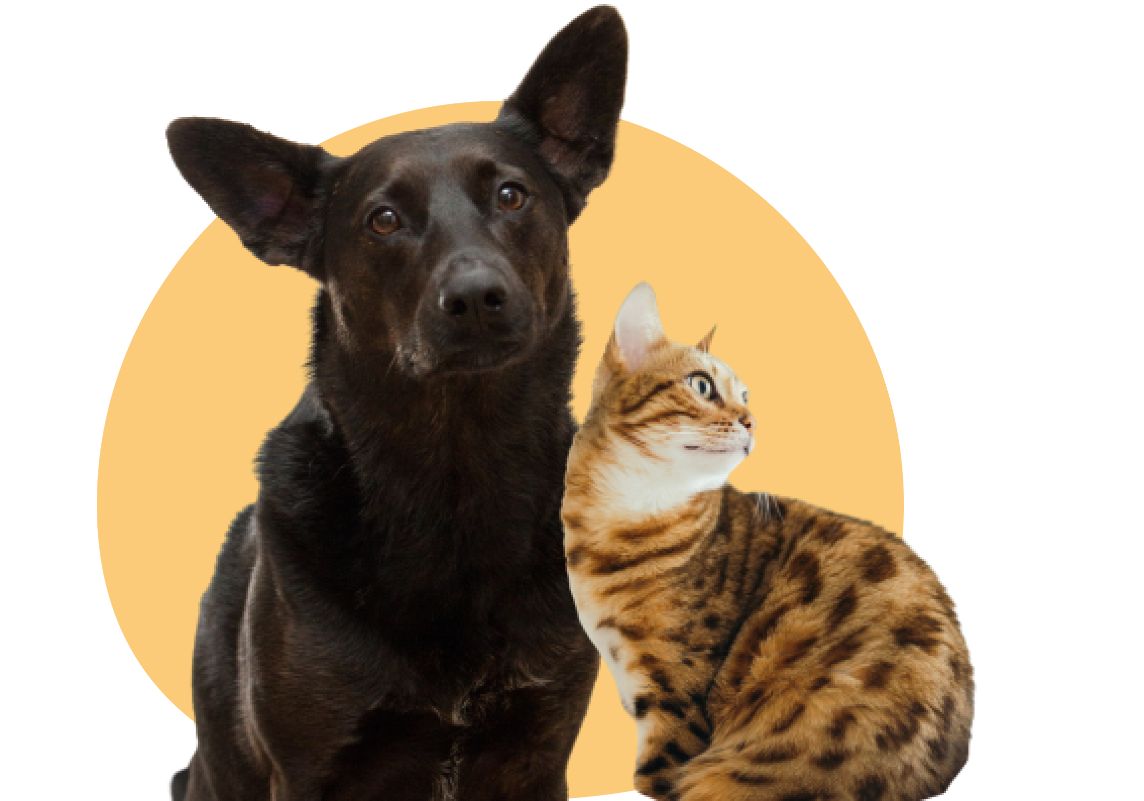 Cat and dog image with yellow background.