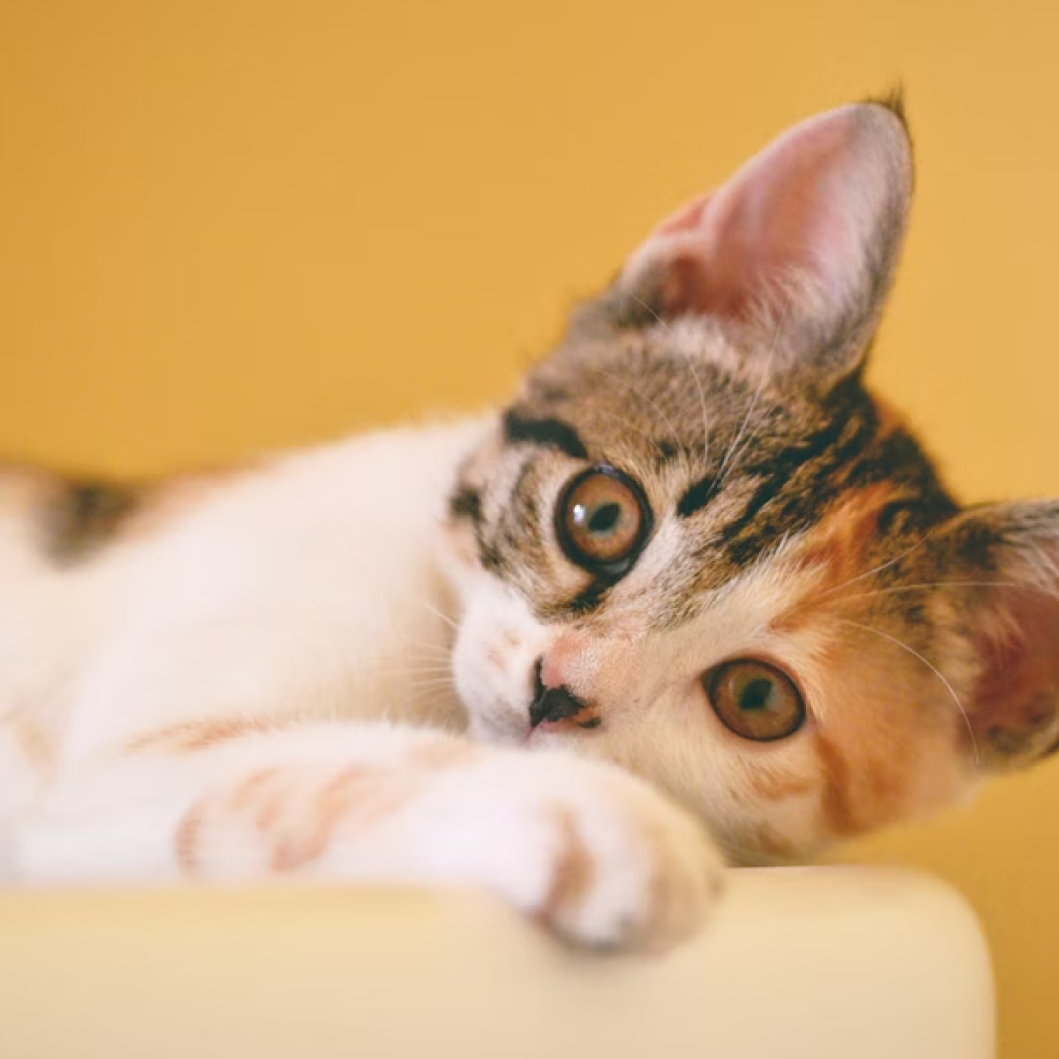 Photography of a kitten laying down infront of yellow wall.