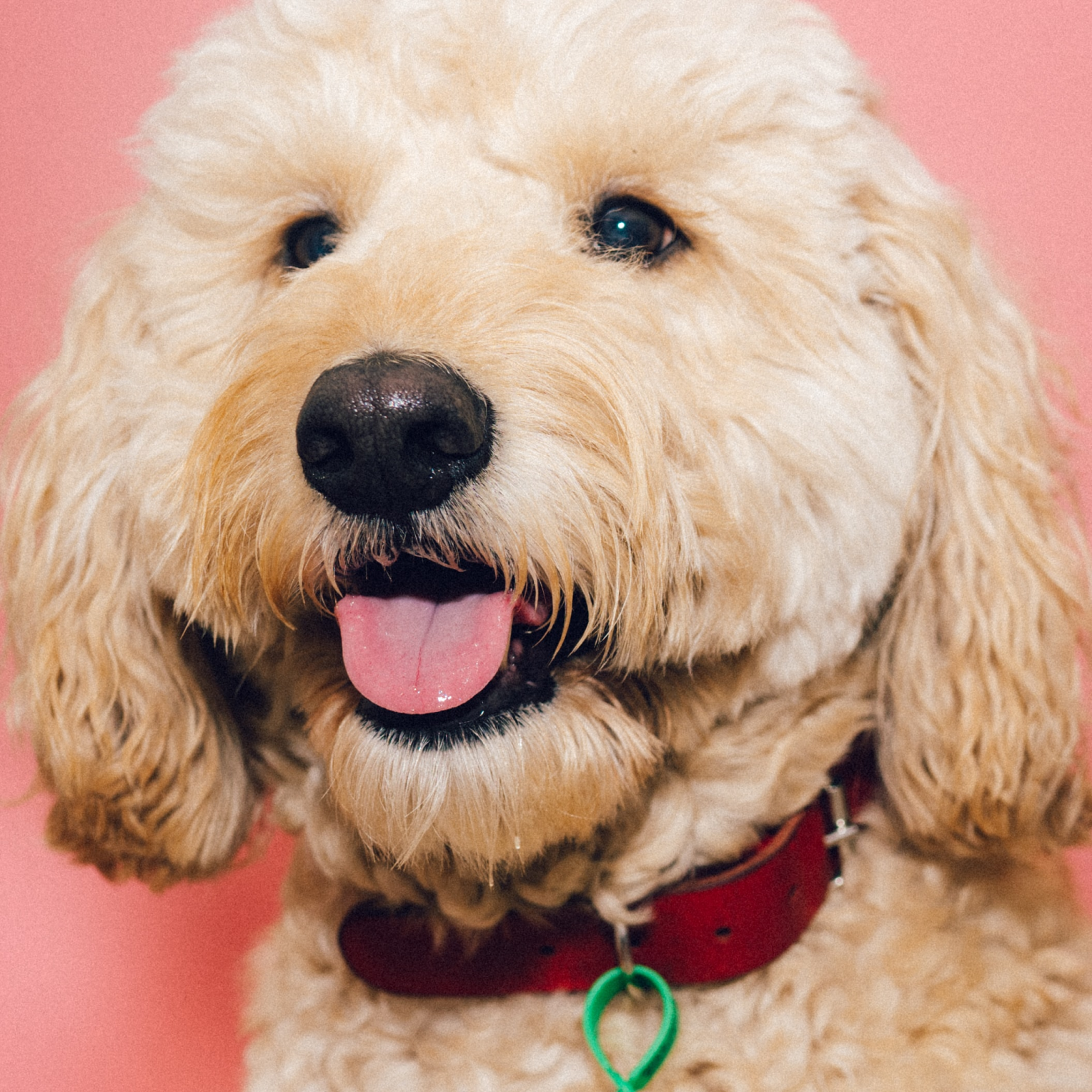 Portrait of a golden dog on pink textile.