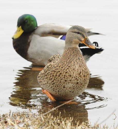 A male and female mallard duck standing in shallow water.