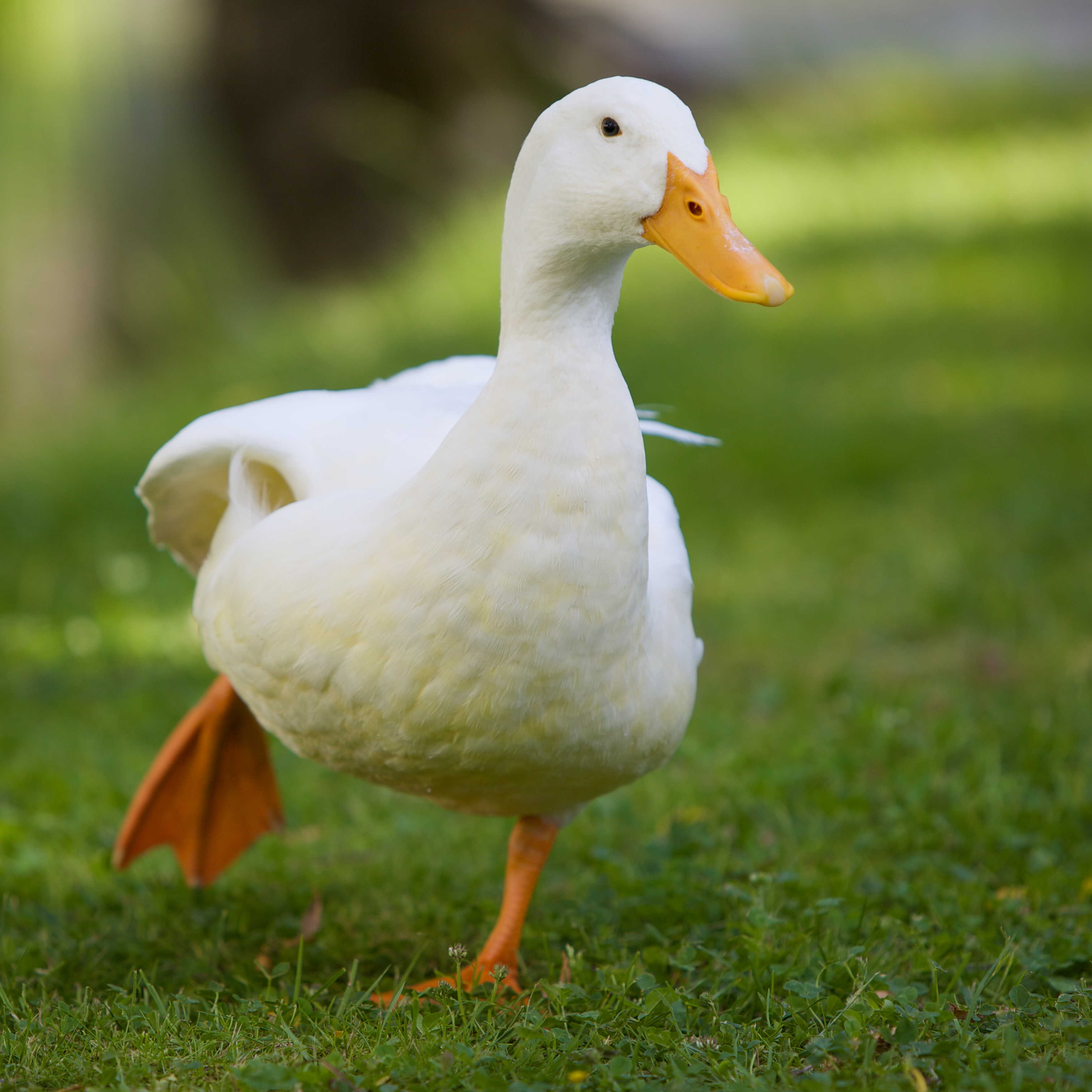 Running white duck