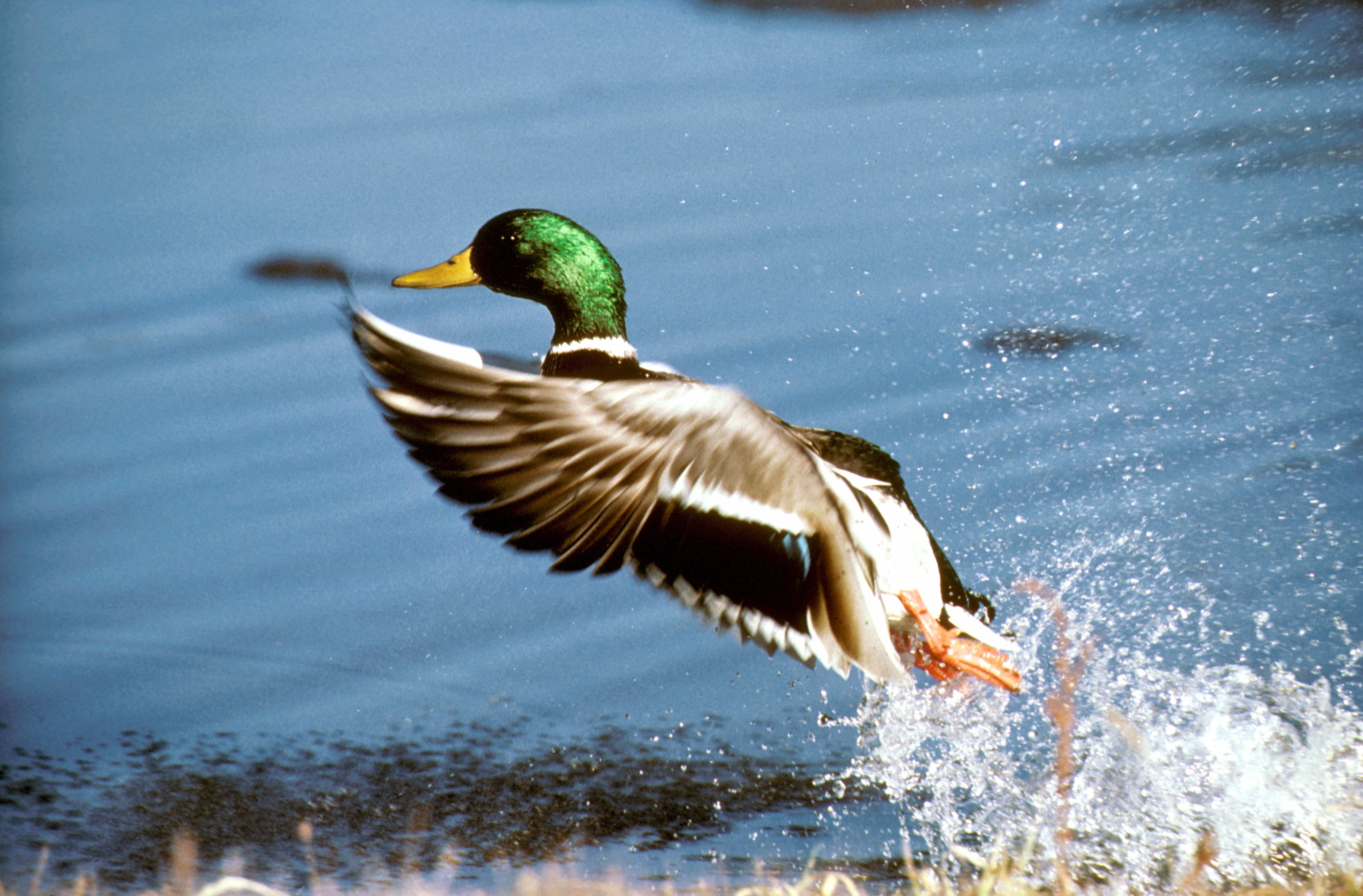 A mallard duck flying.