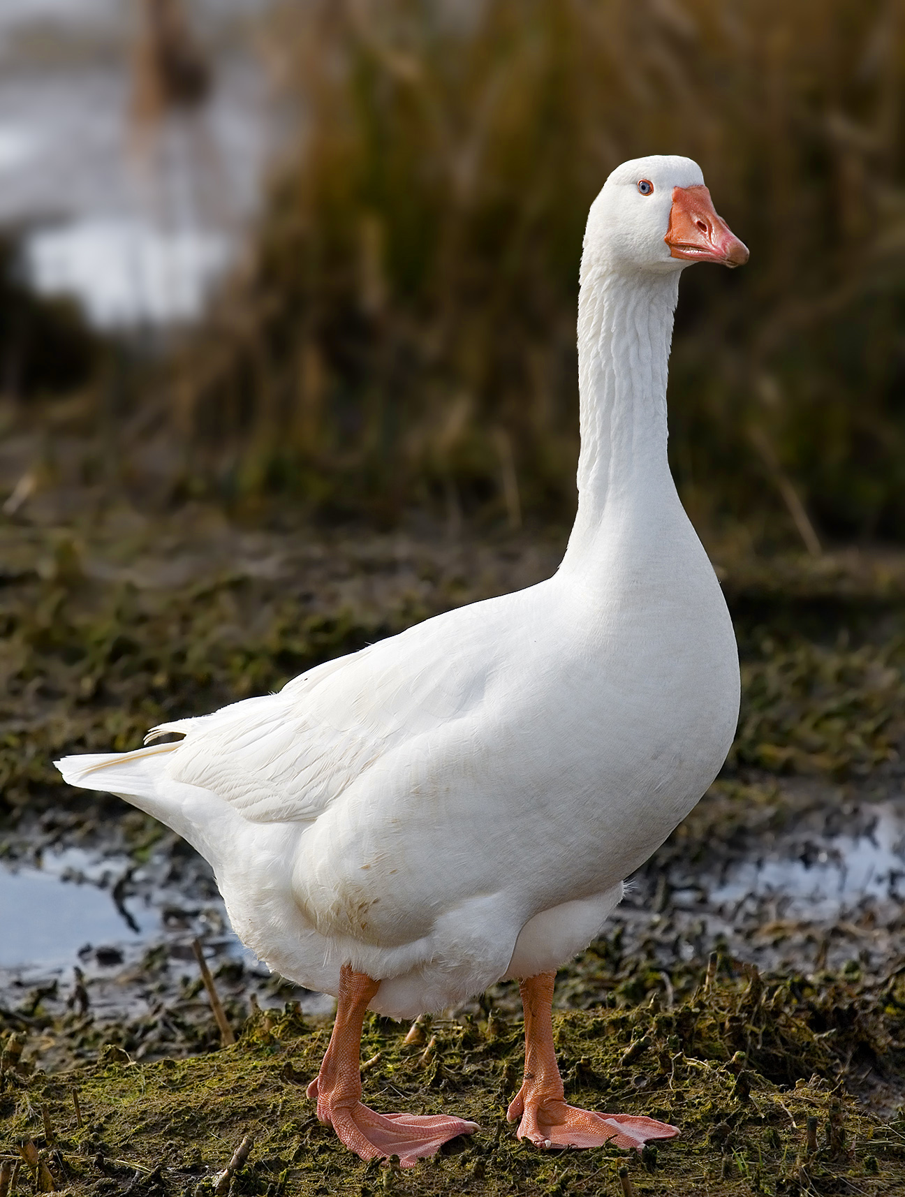 A white goose standing.