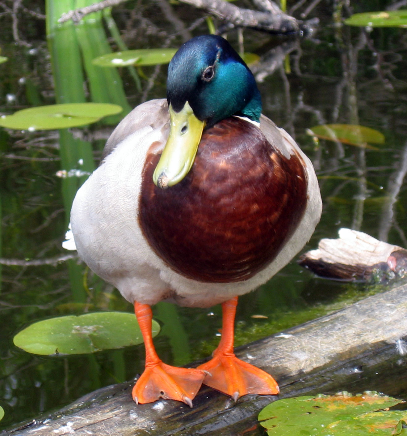 A male mallard duck resting.