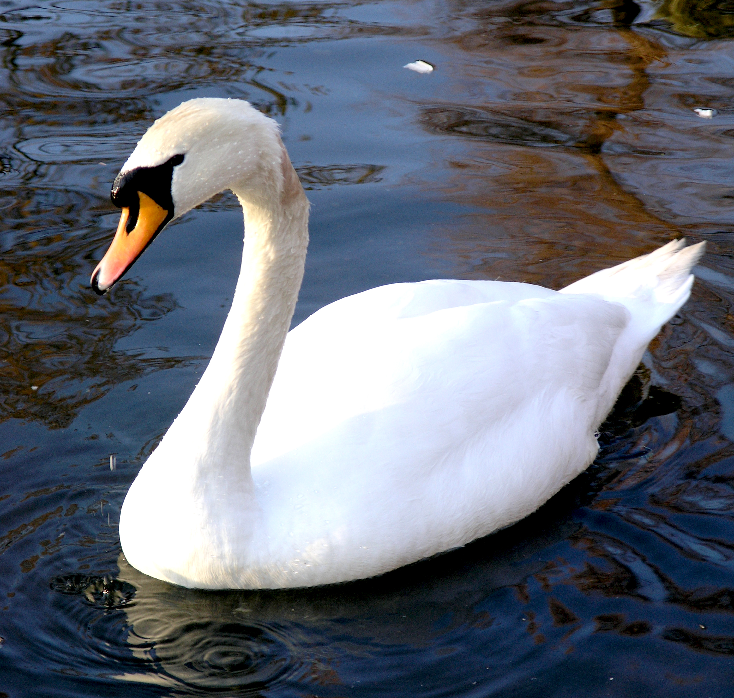 A white swan in water.