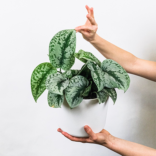 A hand holding a large leafed green plant in a white plant pot. This image links to Kumo (Medium)'s product details page.